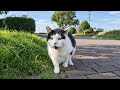 猫公園に行ったら大きい白黒の猫ちゃんがモフられにきた。