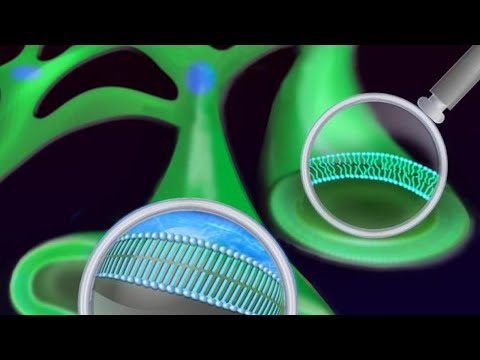 Классификация жирных кислот. Как классифицировать жирные кислоты?Сарвасатья