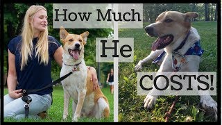 How Much a Dog REALLY Costs
