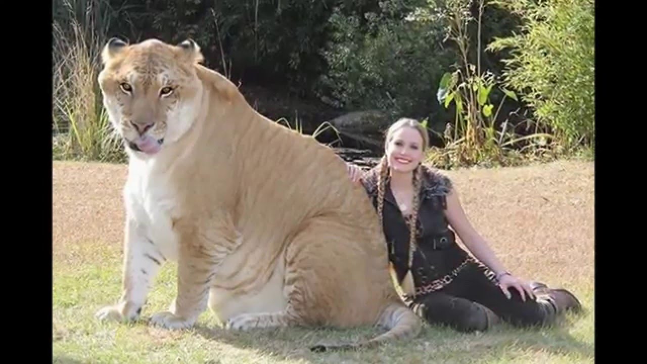 18 Hybrid Animals That Are Hard To Believe Actually Exist