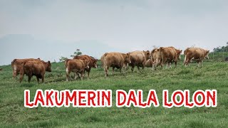 LAKUMERIN DALA LOLON.#budaya #tradisi