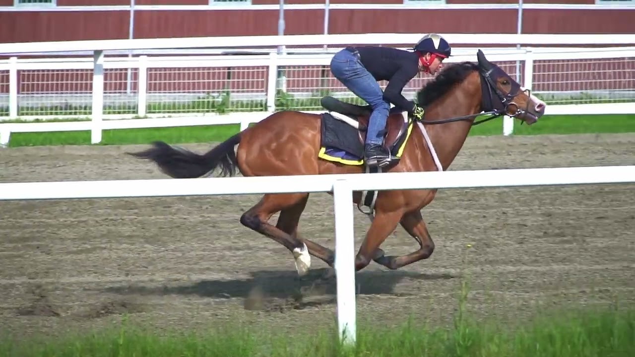 Øvrevoll Galopp treningsdag 04.06.2022