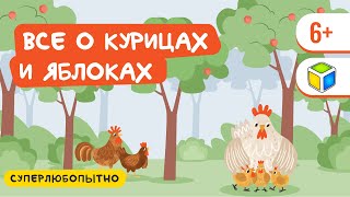 Изучи циклы жизни курицы и яблони. Кубик Рубрик (6+)