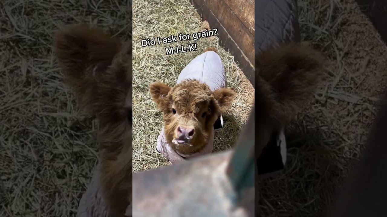 Baby mini cows demand more milk! 🐮 Highland calves are demanding! ! (Throwback)
