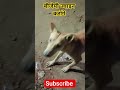 Fun with Dog