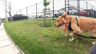 散歩中に写真撮影を求められるゴールデンレトリバージョイ