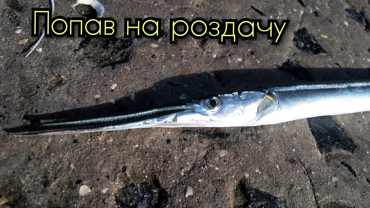 Риболовля на морі.Сарган на кожному закиді.Риболовля на бомбарду .