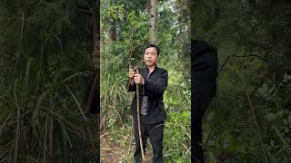 Eating Fallopia Japonica Or Polygonum Cuspidatum