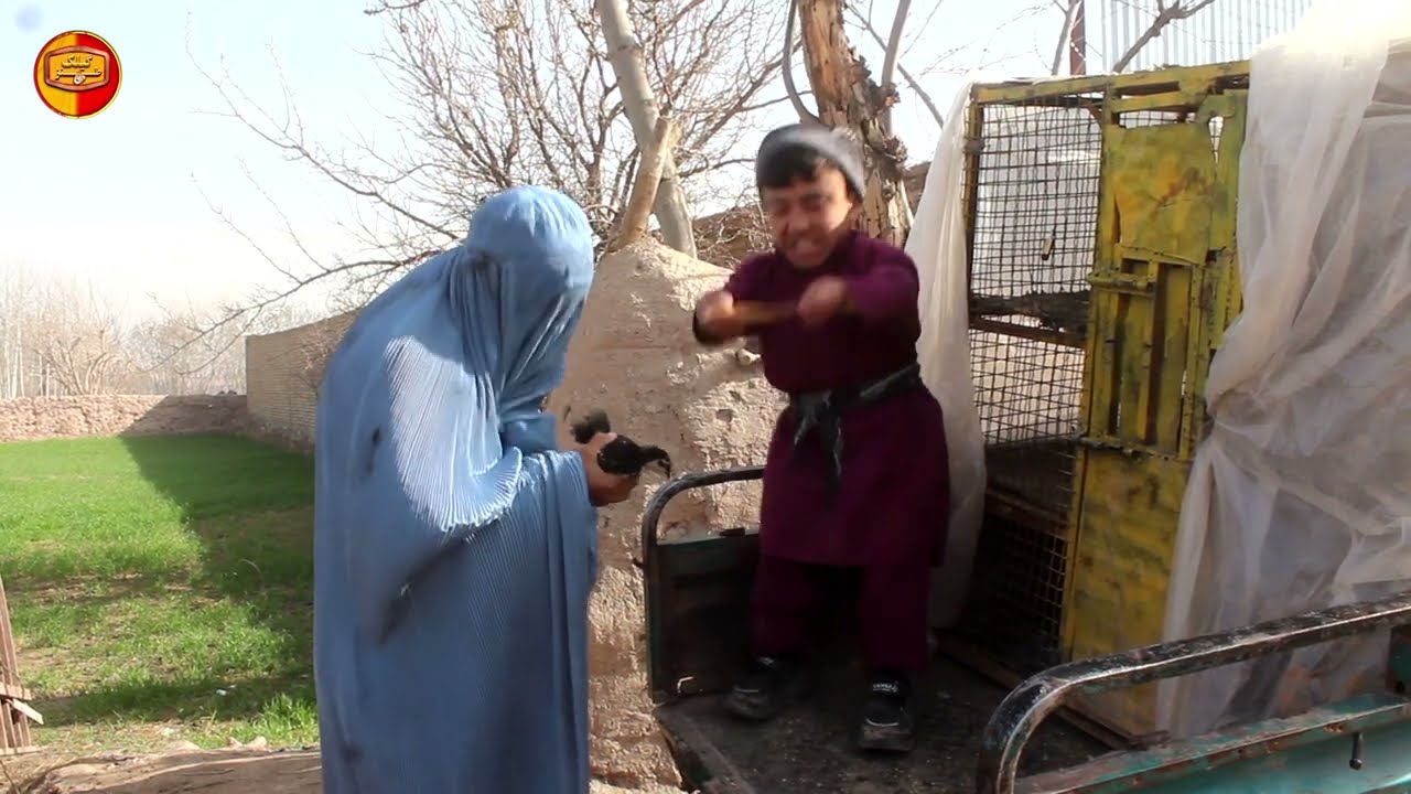 نمایش کجیر جوجه مرغ میفروشه