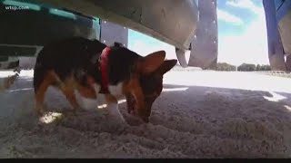 80 corgis to race at Tampa Bay Downs