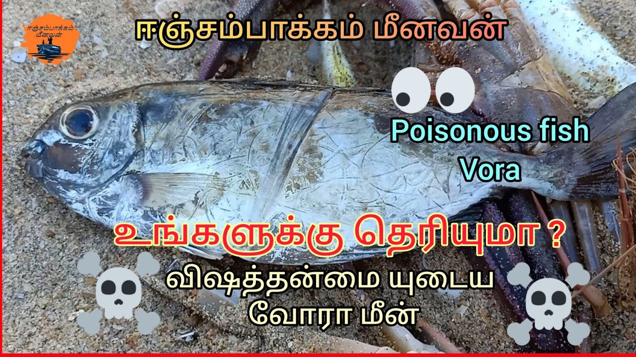 Vora Fish Vora Fish is poison - Know more about Fishes I விஷத்தன்மையுடைய வோரா ...
