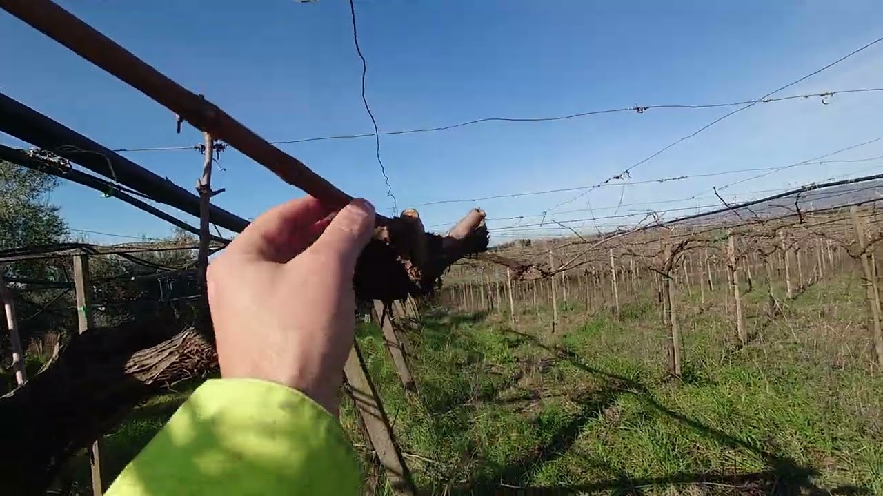 ANGELO畑ブログ・ブドウせんてい仕事🍇