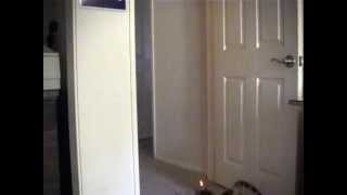 Bengal Kitten Jumping at Laser by Sootikins 371 views 15 years ago 38 seconds