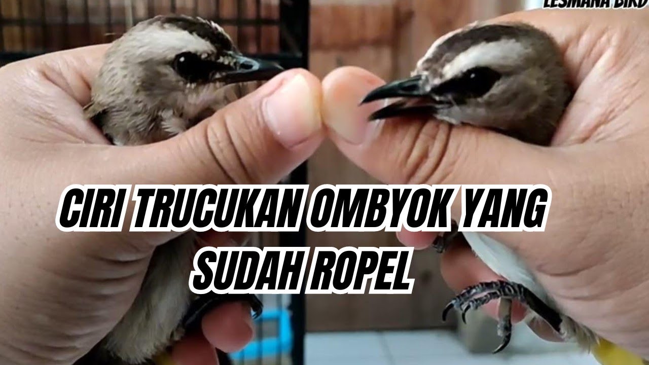 CARA MEMILIH TRUCUKAN OMBYOK YANG SUDAH ROPEL, khusus untuk pemula❗