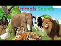 Animals Sounds أصوات الحيوانات 