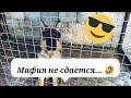 Приехал бандит 🤭//Арчи хулиган🤣//второй сын Берты//открываю школу собак🖐️🐕👨‍🎓