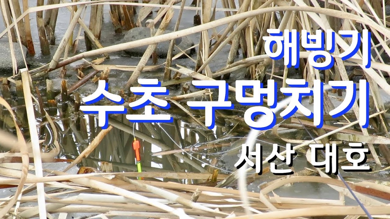 붕어낚시, 대호 해빙기 수초 구멍 치기 Water plant hole float fishing for crucian carp in South Korea 붕어낚시, 대호 해빙기 수초 구멍 치기 Water plant hole float fishing for crucian carp in South Korea