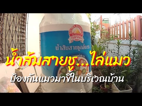 วิธีไล่แมวที่มาขี้ใส่บริเวณบ้าน...ด้วยน้ำส้มสายชู...ได้ผลจริง