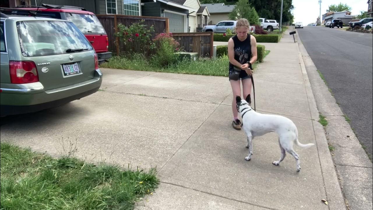 Jinx ECollar Introduction YouTube