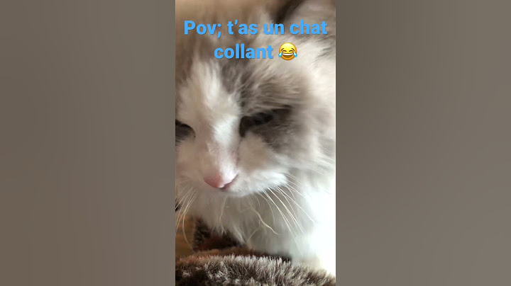⚠️CHAT COLLANT 😂⚠️