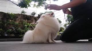 Ngajarin anjing Pomeranian menggonggong