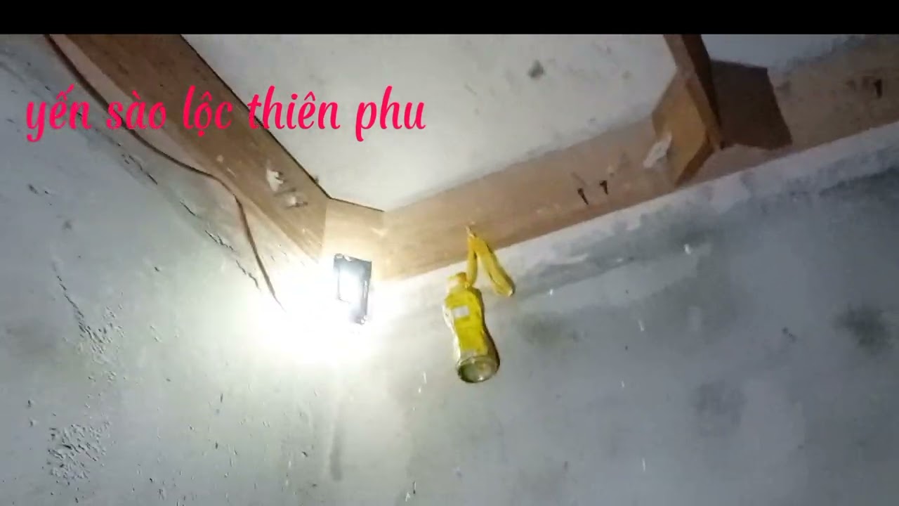 Nhà yến không giữ được chim con do lạnh, phạm lỗi cơ bản cần phải chỉnh sửa lại để thành công