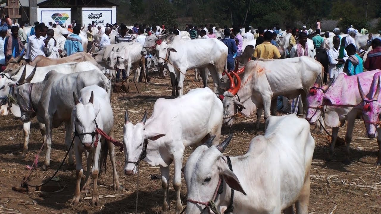 Kittur cow and bullocks market