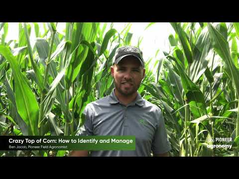 Video: Sweet Corn Crazy Top-oplysninger: Lær om dunet meldug af sukkermajsafgrøder