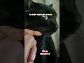 #blackcat #cutecat #funnycats #everyone #whowillbemylifepartnerta #funnyanimal #cat