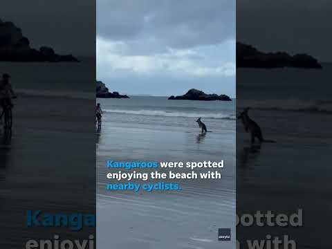 Woman goes to Australian beach and is surprised to see this #Shorts