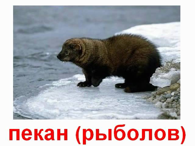 Животные хищники енотовые, куньи, виверровые
