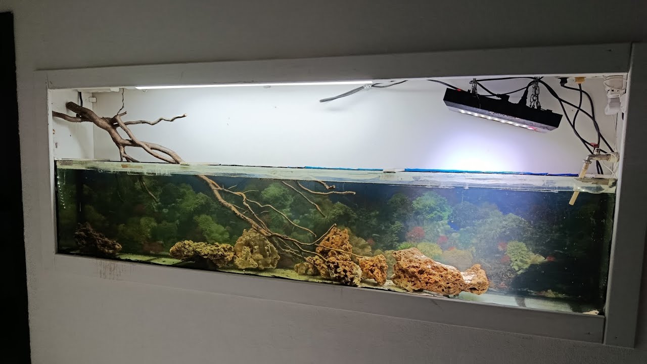 Аквариум запуск ❤️2 день❤️ 19.11.25 Тюмень