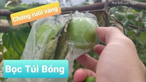 Vườn Táo Năm Nay Ruồi Vàng Phá Mạnh I Núi Đồi Lục Ngạn