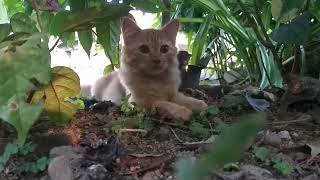 Anak Kucing Lucu Nongkrong dibawah Semak-Semak..|| Cute Kitten Hanging Out Under the Bushes..|| by kucing meaung 336 views 10 months ago 3 minutes, 57 seconds