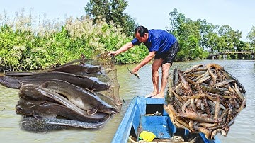 Đổ Lú Dưới Sông Chạy Cá Ngát Quá Nhiều 