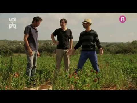 Vídeo: Plantació De Pebre En Un Hivernacle