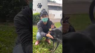 哈囉大家好，我是小帥哥 ， 我叫芋泥，我才一歲多，我很活潑親人，但主人因為房東不給養，所以主人就棄養我了，主人既然要養我卻又不要我 ， 我很受傷 ， 希望喜歡我的朋友可以來板橋動物之家找我互動喔！💖