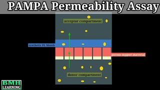 PAMPA Permeability Assay | Permeability Measurement In Caco 2 Cells |