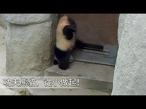 《熊貓早晚安》功夫熊貓，從小做起，你們看胖達寶寶的倒立還標準嗎？ | iPanda