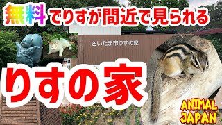 【無料スポット】間近でりすが見られる!! りすの家 紹介!! Squrrel's House 【無料スポット】間近でりすが見られる!! りすの家 紹介!! Squrrel's House