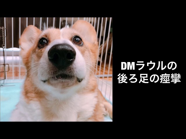 Dmラウルの後ろ足の痙攣 わふもふ日和 Dmラウルの後ろ足の痙攣 わふもふ日和