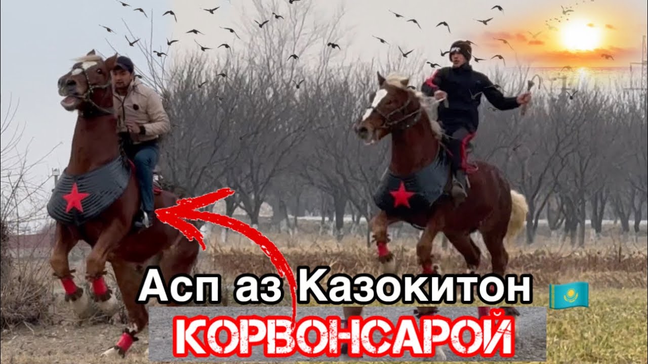 Аспи гав аз Казлкстон🇰🇿12 января 2024 г.