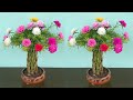 Thử trồng hoa mười giờ thành chậu bonsai để bàn