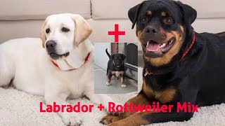 Look How Rottweiler + Labrador Puppy Looks Great Mix Breed