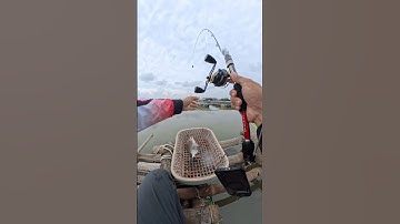 Câu cá tráp (hanh) bằng mồi trùng bẹ tại bè hàu gần cảng cái mép #toantapcau #caucagiaitri