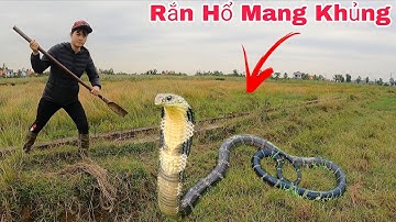 Cuộc Gọi Khẩn Cấp Của Bác Nông Dân Hoảng Sợ Phát Hiện 1 Con Rắn Hổ Mang Nặng 5kg Đang Lột Xác
