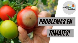 PROBLEMAS EN MIS TOMATES! Podredumbre apical, rajaduras, quemaduras y más || Jardín Viviente