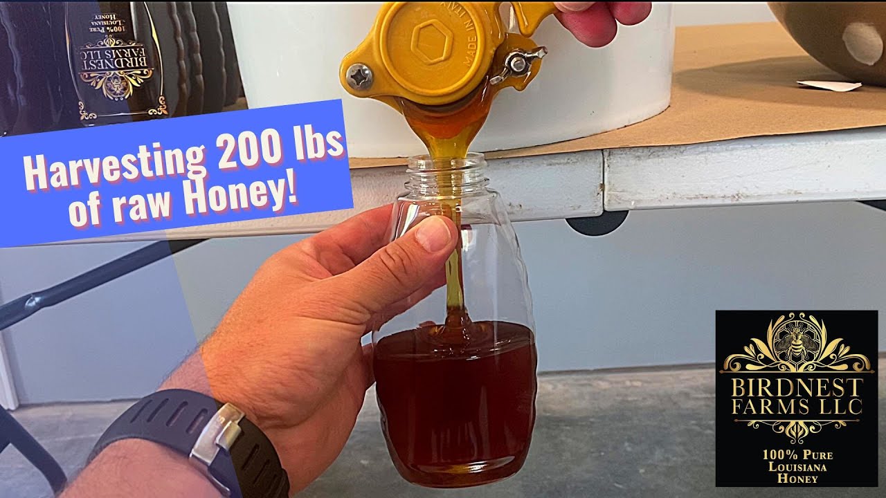 Harvesting 200 lbs. of raw honey!