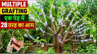 👉 एक पौधे में 28 तरह के आम कैसे उगाएं? | Multiple Mango Tree Grafting Complete Guide 🥭#grafting 