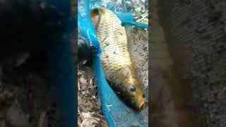 Terciduk Bos Ikan Mas Riam Kanan